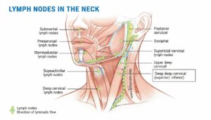 Lymph